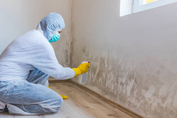 Licensed Black Mold Removal service in Magnolia, NJ - WQB Mold Removal