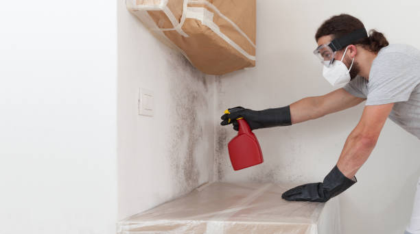 Professional Black Mold Removal technician working in Magnolia, NJ