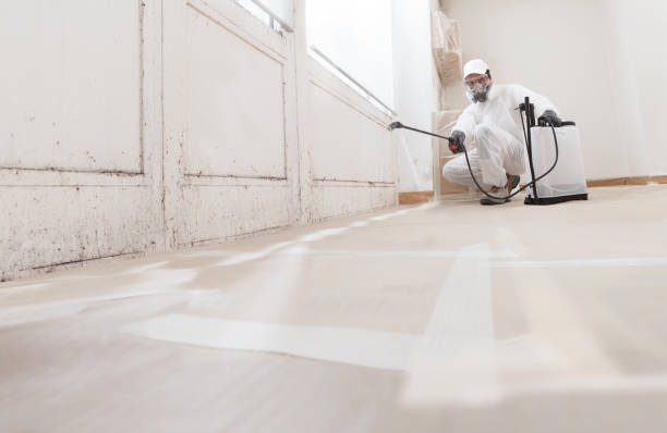 24/7 Emergency Black Mold Removal experts in Magnolia, NJ
