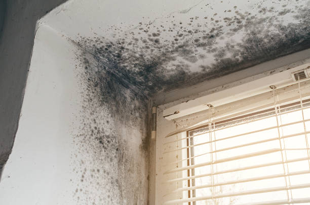Affordable Black Mold Removal solutions in Magnolia, NJ