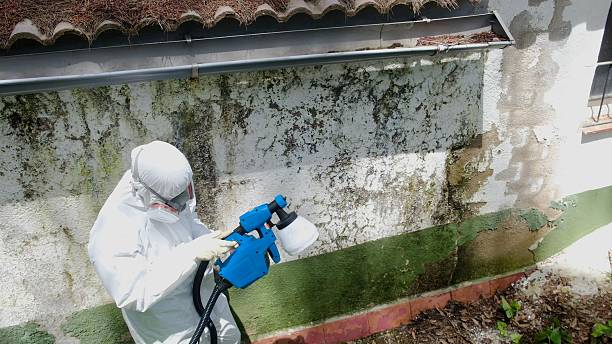 Top rated local Black Mold Removal specialists in Magnolia, NJ